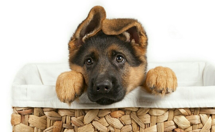 dog