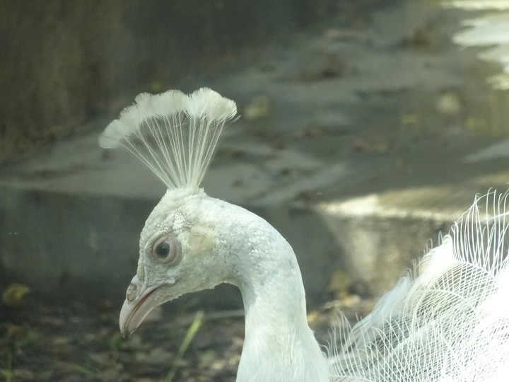 Beauty of peacock