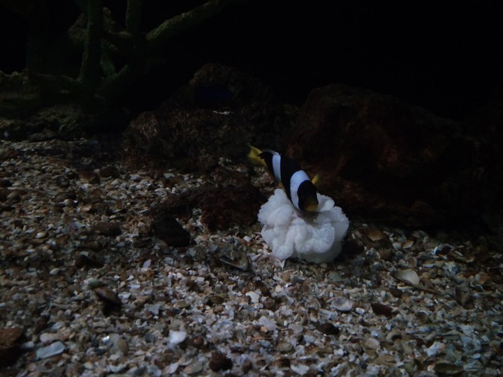 clown fish and sea anemone