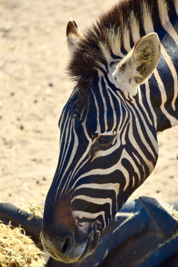 zebra