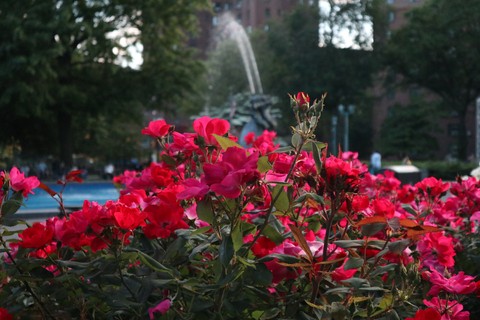 Pink and Red Petals