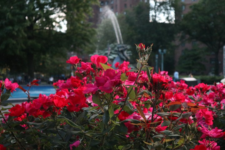 Pink and Red Petals