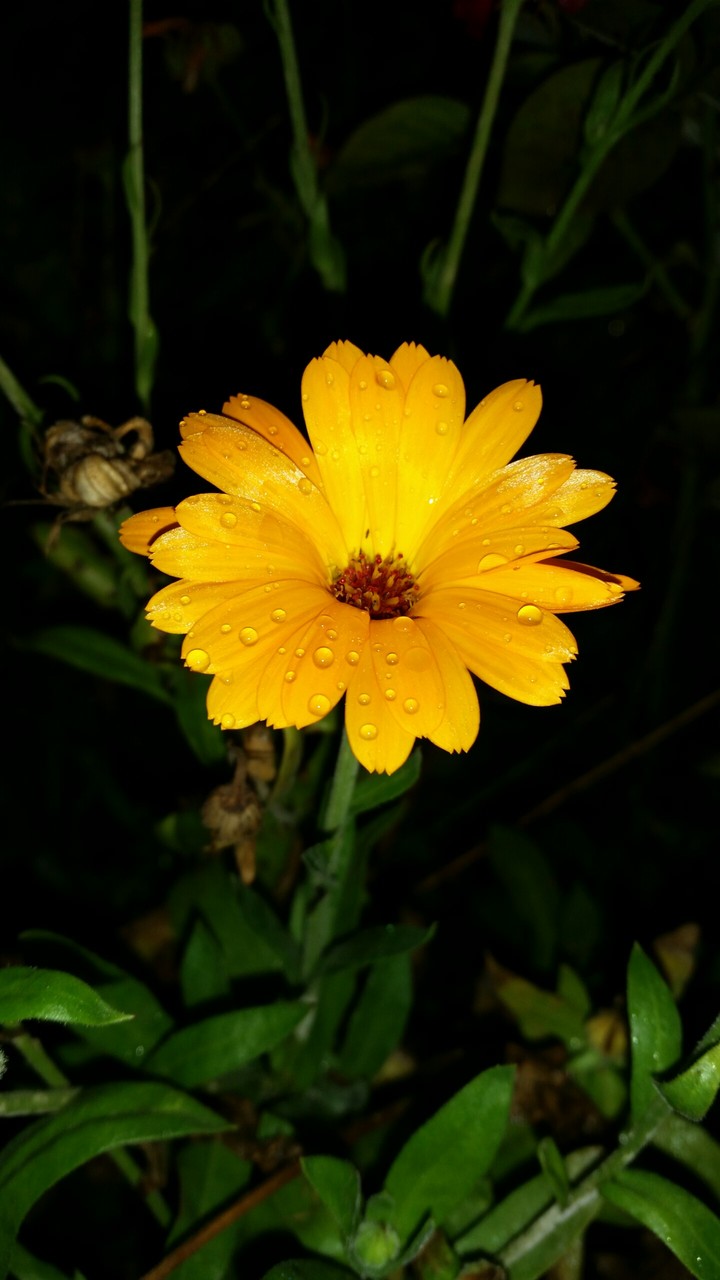 Beautiful flower