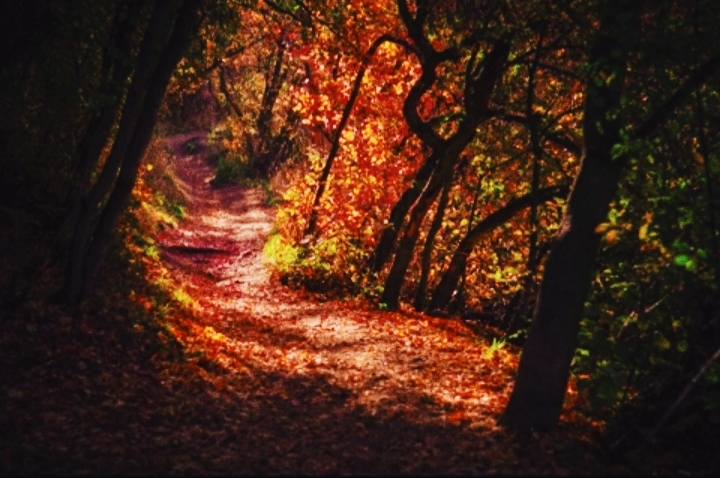Wald