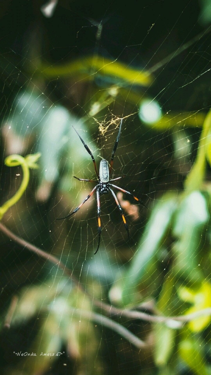 spider