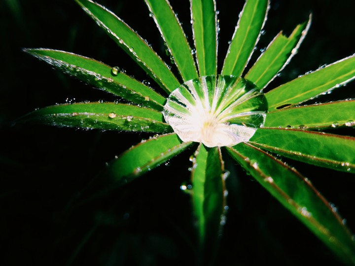 Green flower