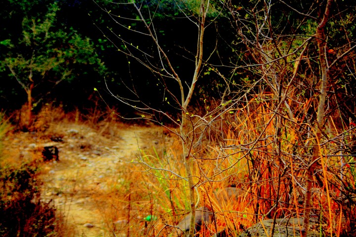 forest