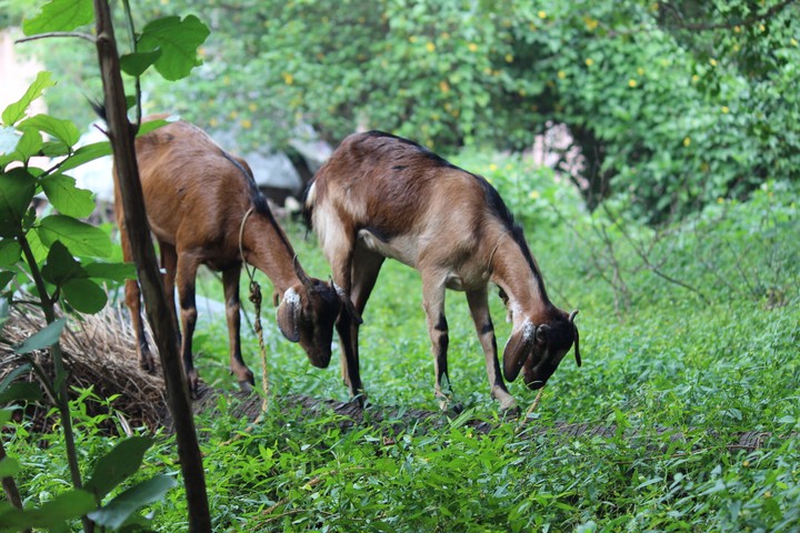 nature clike