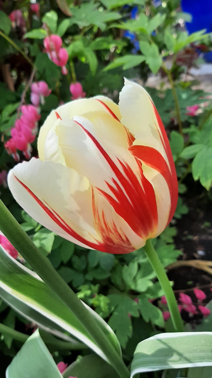 Tulpe