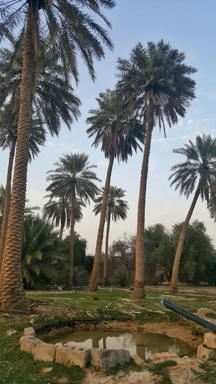 alahsa