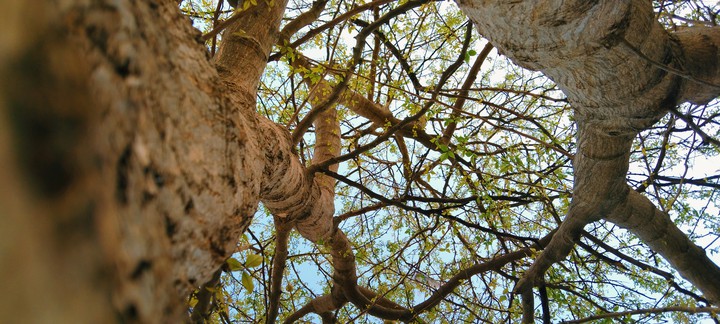 tree downside