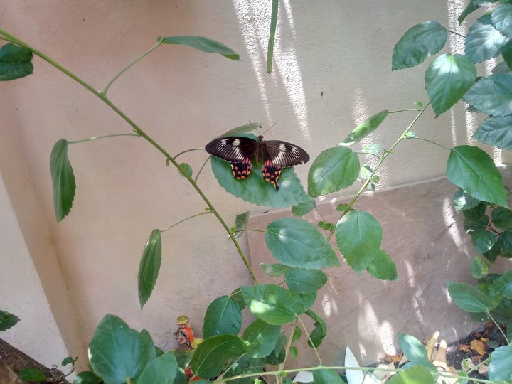 BUTTERFLY'S