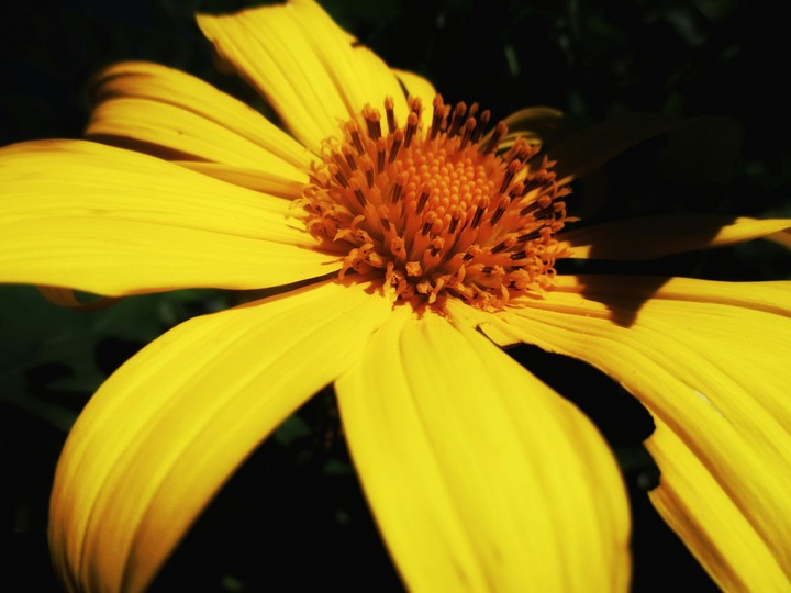 yellowflower