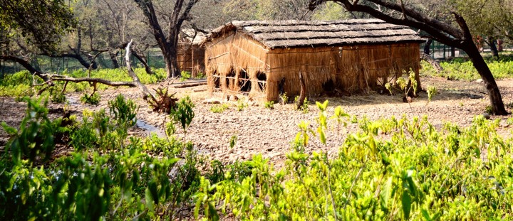 A hut in forest for animals