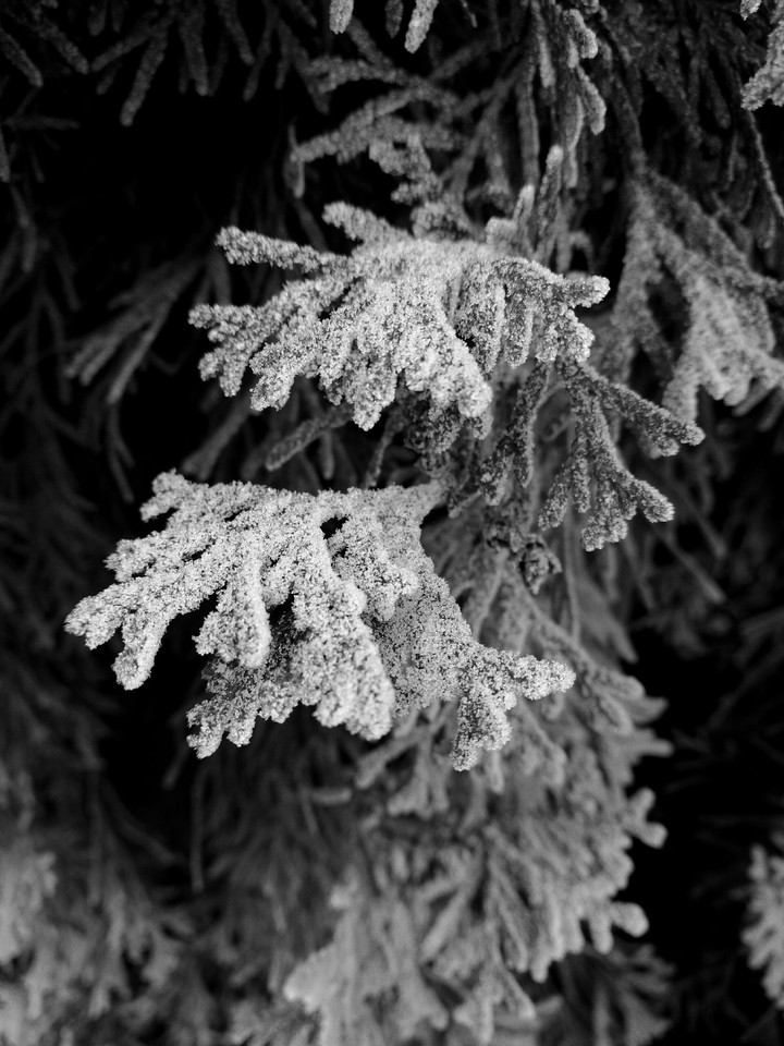 Frozen tree