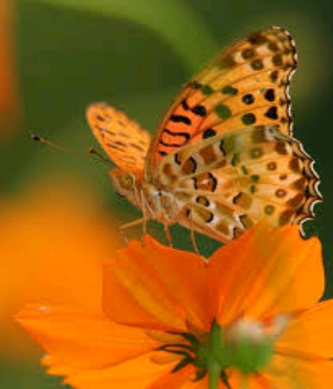 borboleta