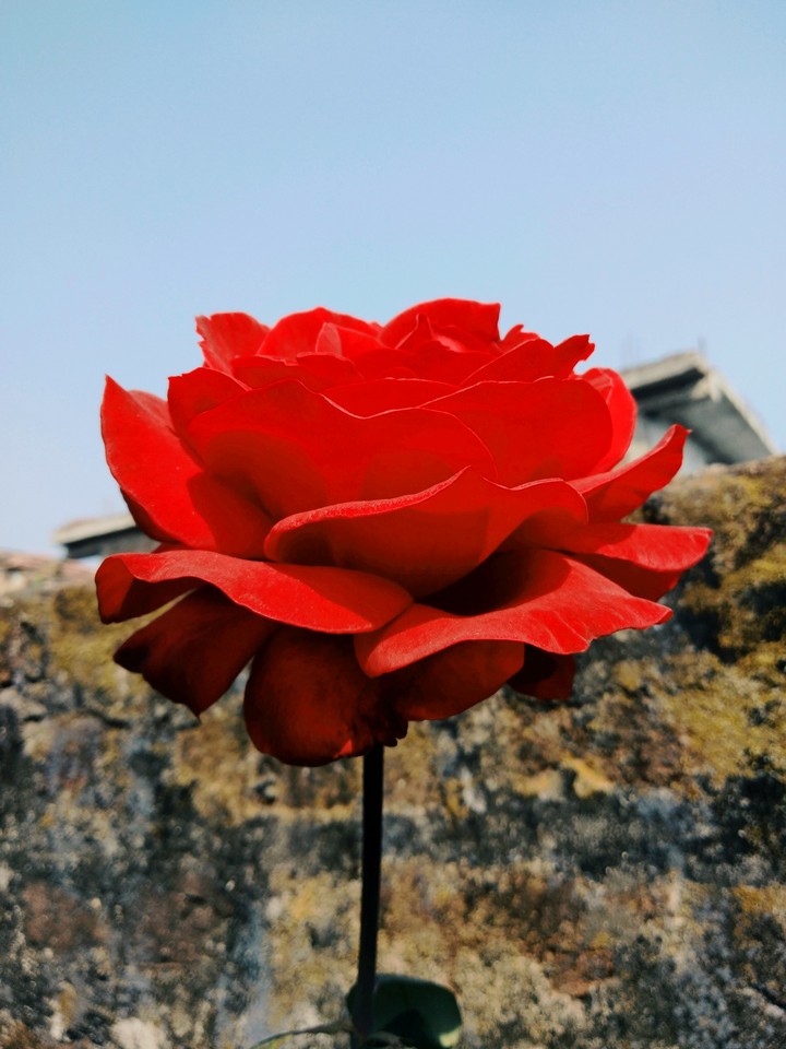 rose