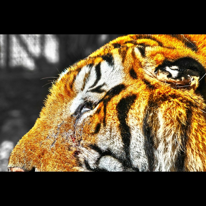 tiger