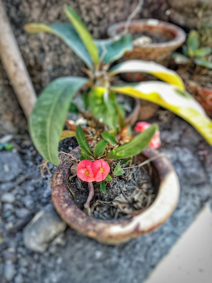 plant