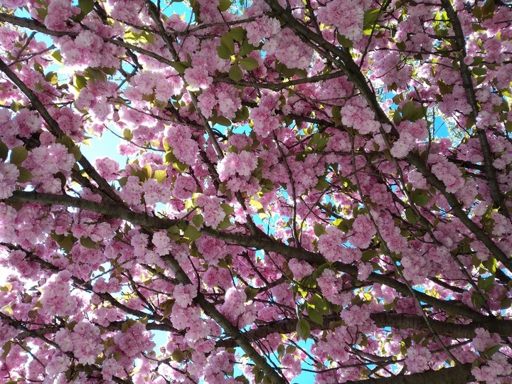 primavera
