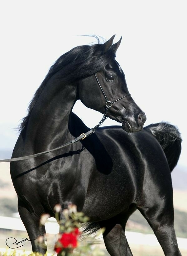 All The Pretty Horses