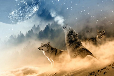 wolves in the night