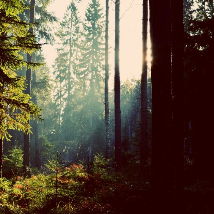 A Forest