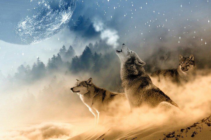 wolves in the night