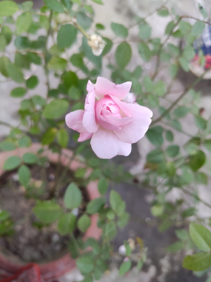 pink rose ?
