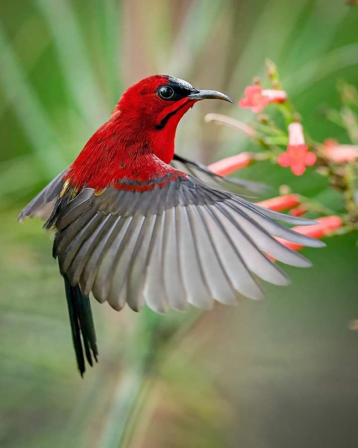 Red blast
