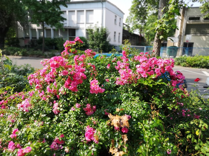 Blumen