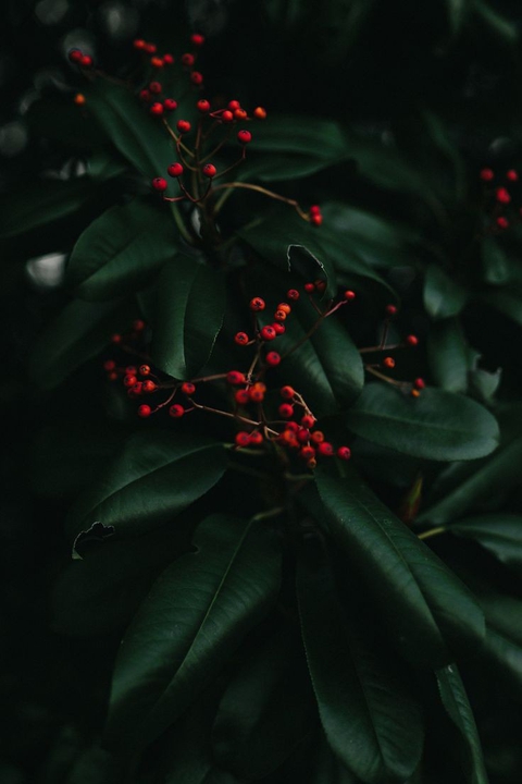 plant