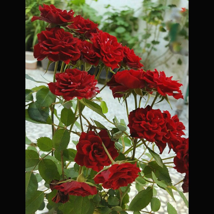 red roses