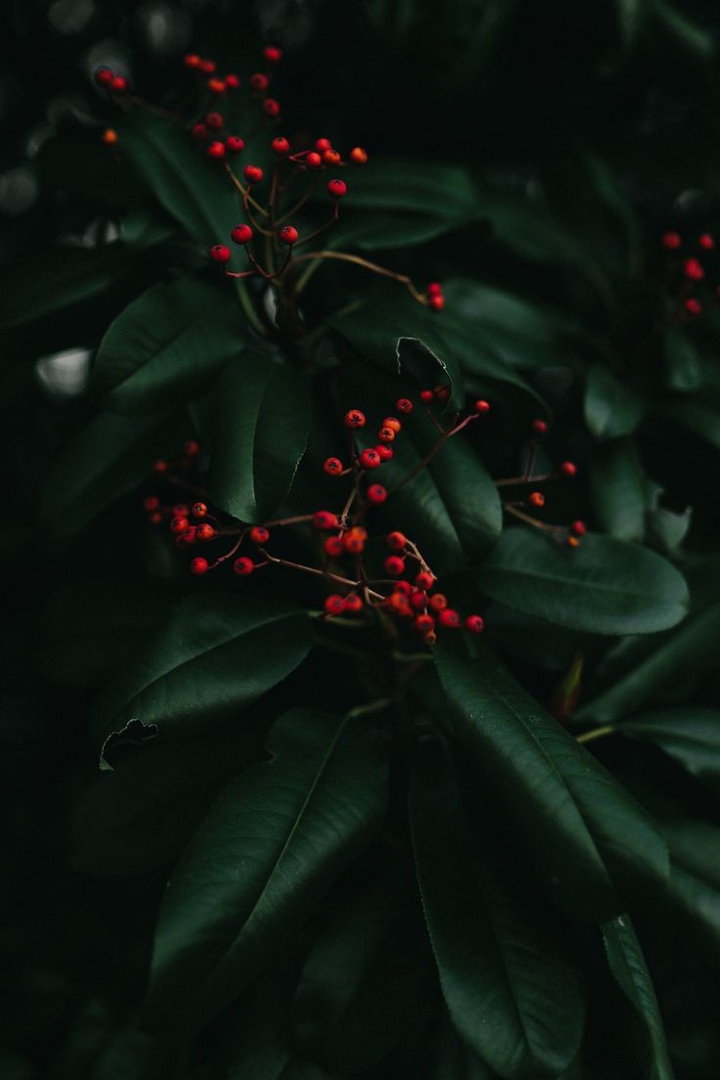 plant