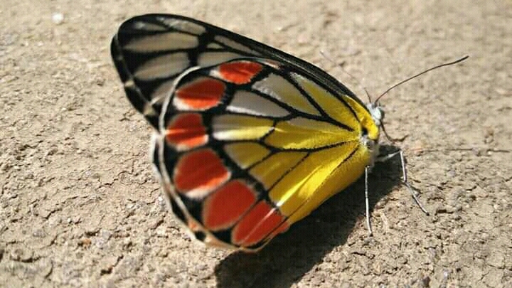 fly