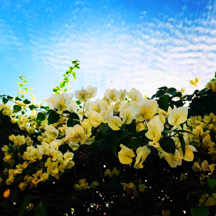 blossom