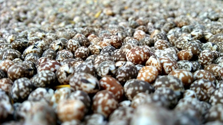 lupine seeds