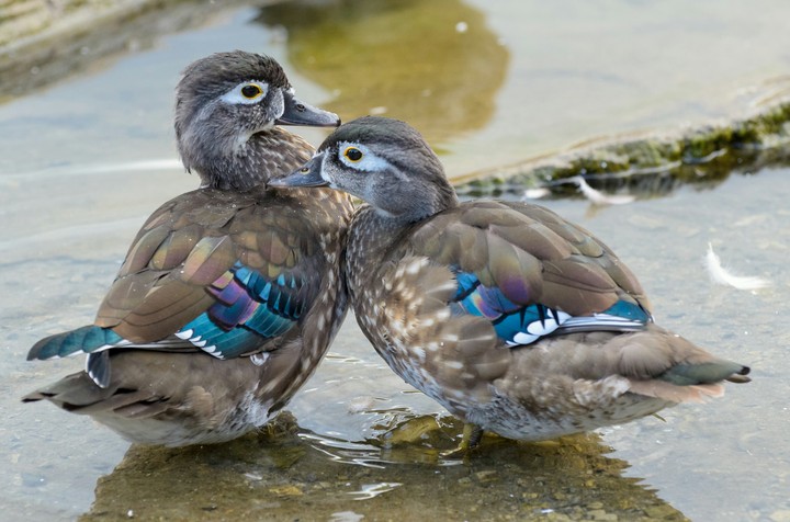 Wood ducks