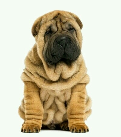 perro sharpei