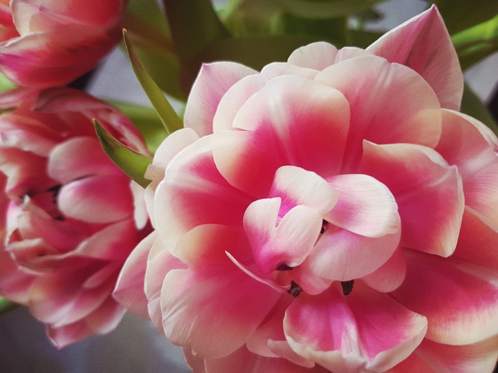 spring