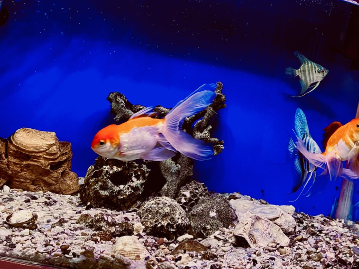 fish