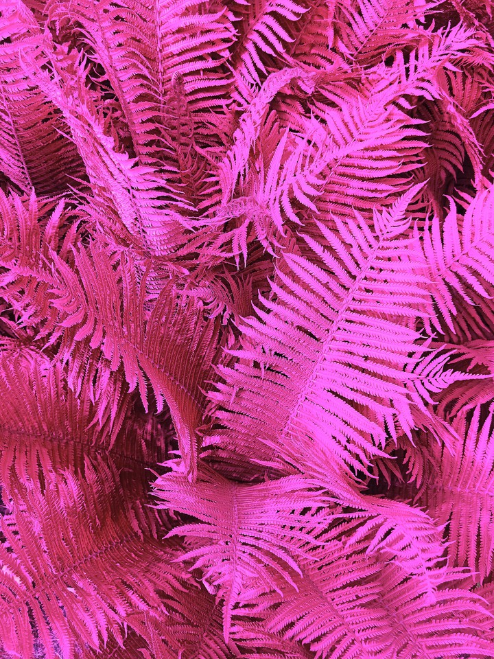 Fern