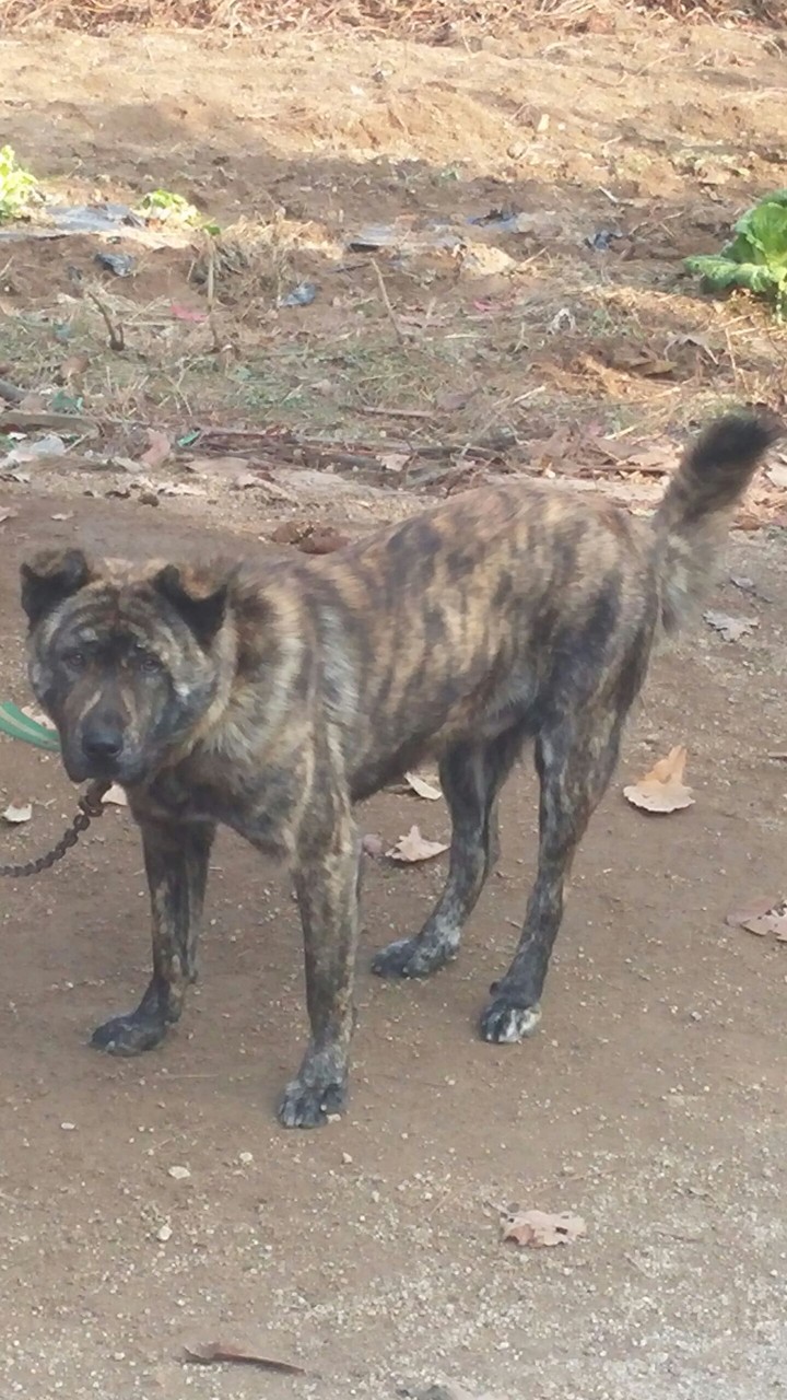 Real Korean Dog