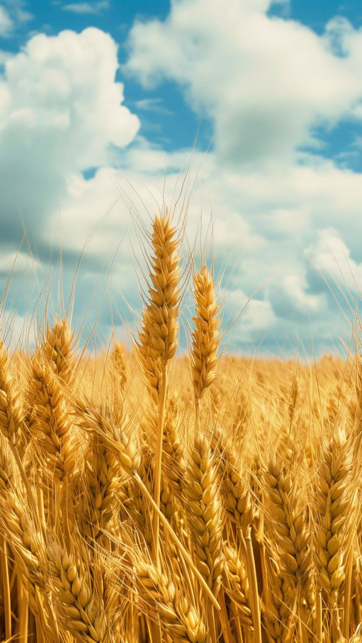 fonds d'écran gluten, wheat