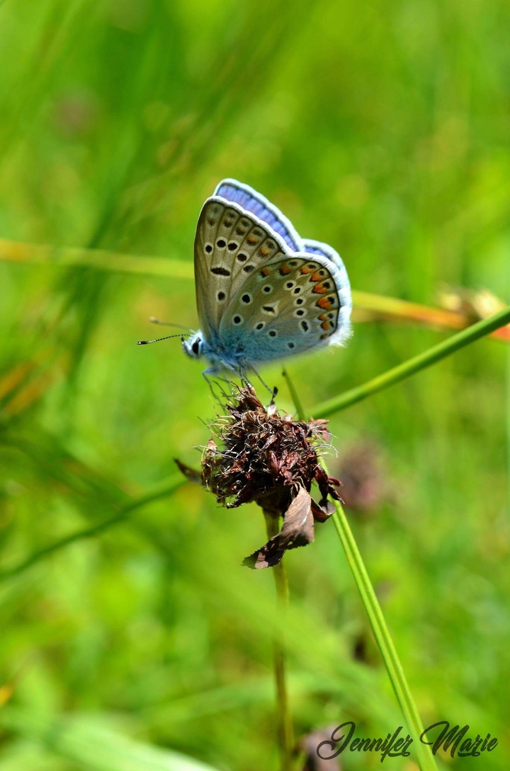 Blue Butterfly