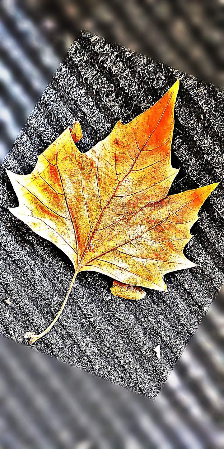 leaf