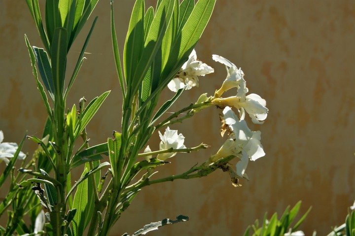 Flor em conta luz