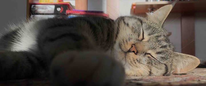 my cat??