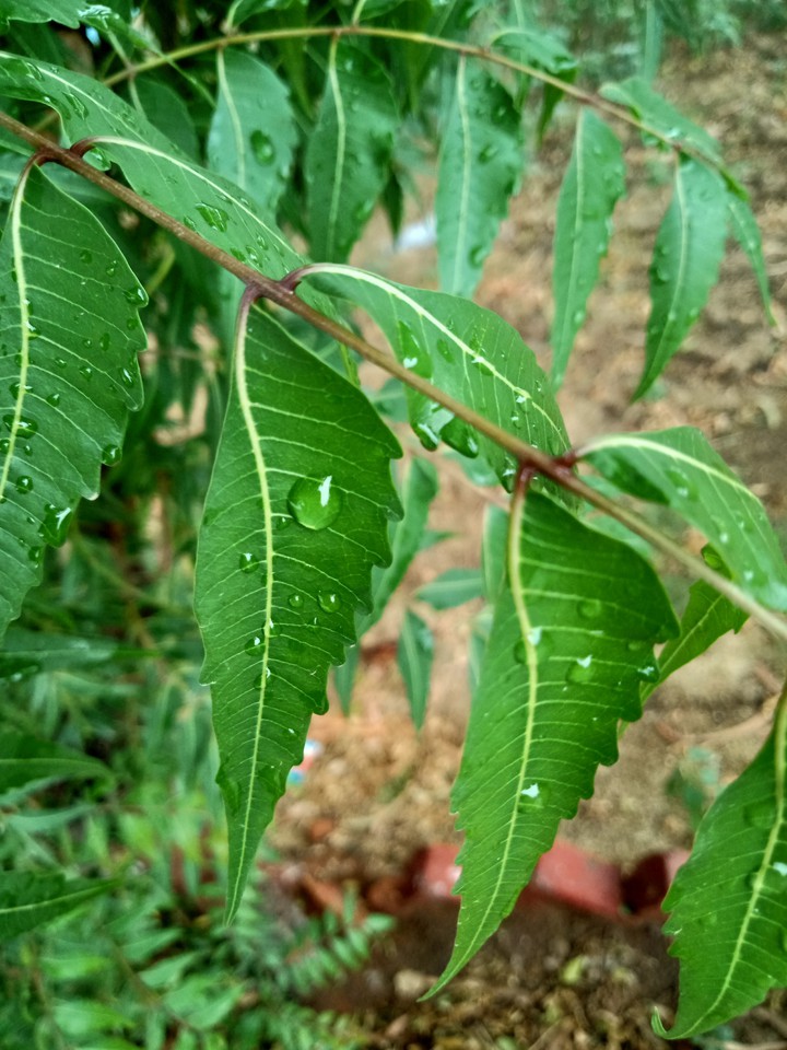 leaf