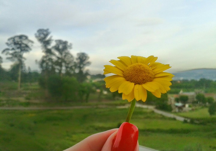 Marigold